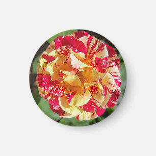 Imán Rosa variado rojo y amarillo