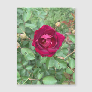 Imán Rosa velado
