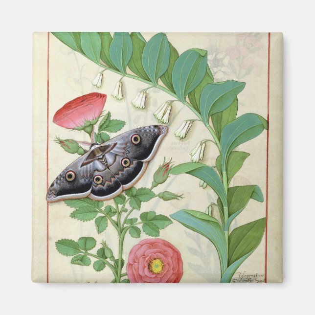 Imán Rosa y Polygonatum (Frente)