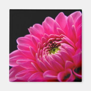 Imán rosado de la dalia