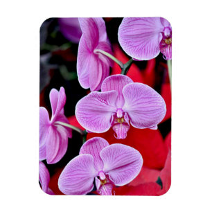 Imán rosado de la impresión de las orquídeas de