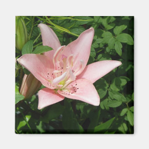 Imán rosado del lirio