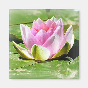 Imán rosado del lirio de agua - cuadrado