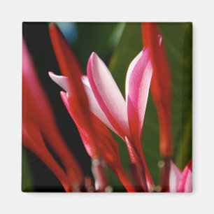 Imán rosado del Plumeria