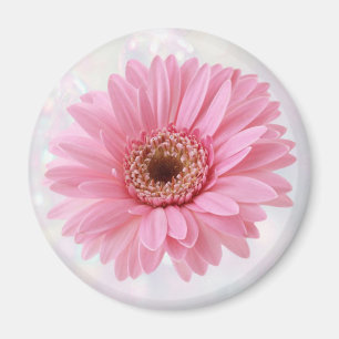 Imán rosado del refrigerador del Gerbera