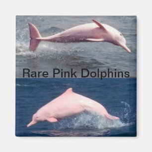 imán rosado raro de los delfínes