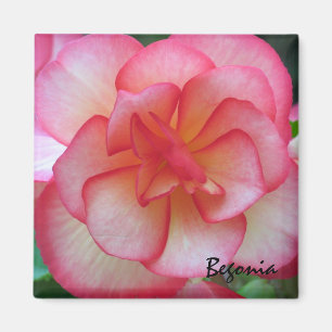 Imán rosado y blanco de la begonia