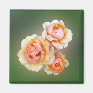 Imán rosas amarillas