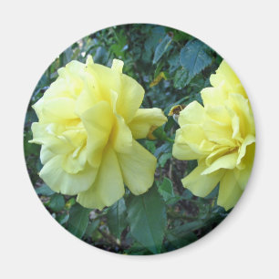 Imán Rosas amarillos