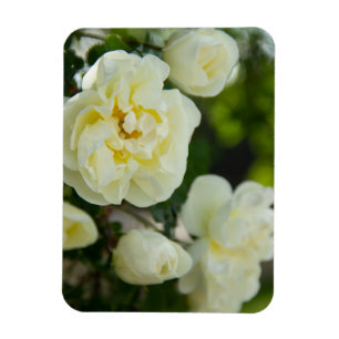 Imán Rosas blancas lindas para positivo