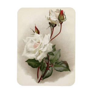 Imán Rosas blancas victorianas