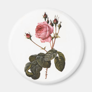 Imán Rosas de jardín rosadas antiguas y vintage en flor