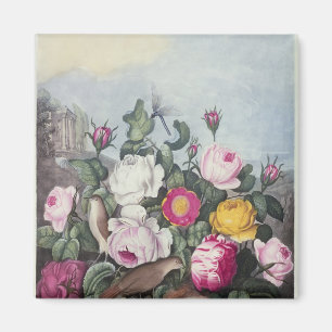 Imán Rosas, 'del templo de Flora