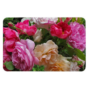 Imán Rosas pasados de moda