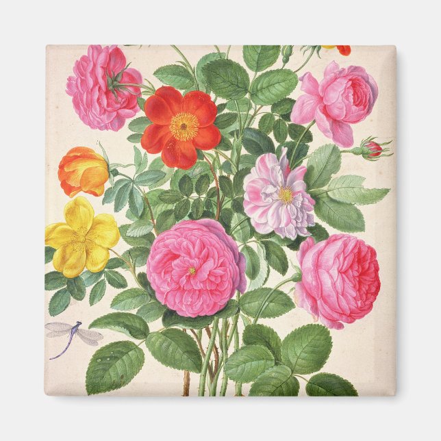 Imán Rosas, plato 4 del Nassau Florilegium (p/c sobre (Frente)