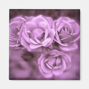 Imán Rosas púrpuras del vintage