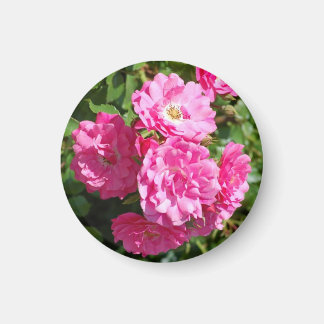 Imán rosas rosados