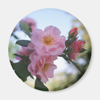 Imán Rosas rosas rosas