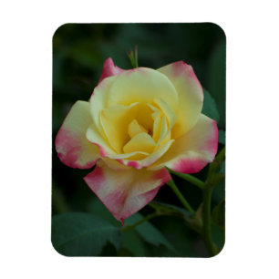 Imán ¡rosas significan amor!