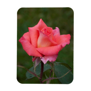Imán ¡rosas significan amor!