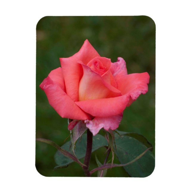 Imán ¡rosas significan amor! (Vertical)