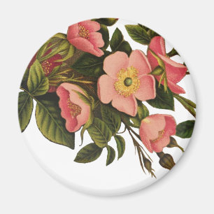 Imán Rosas Vintage Hermosas Rosadas Botánicas
