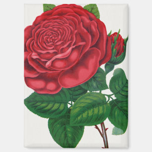 Imán Rose Print Rochester Litografía y Compañía de Impr