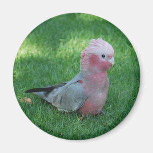 Imán Roseate Cockatoo