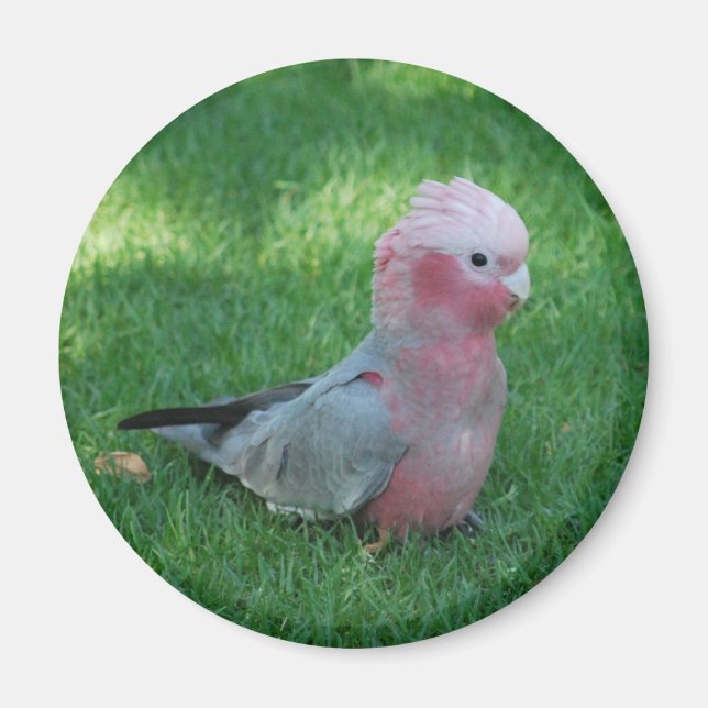 Imán Roseate Cockatoo (Frente)