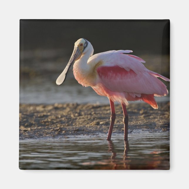 Imán Roseate Spoonbill, Ajaia ajaja, Ding Darling (Frente)