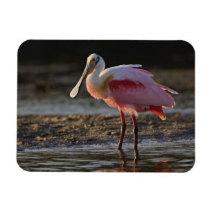 Imán Roseate Spoonbill, Ajaia ajaja, Ding Darling