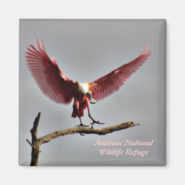 Imán Roseate Spoonbill Magnet (Frente)