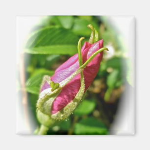 Imán Rosebud Magnet
