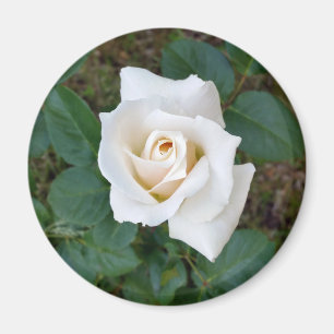 Imán rosebudo blanco