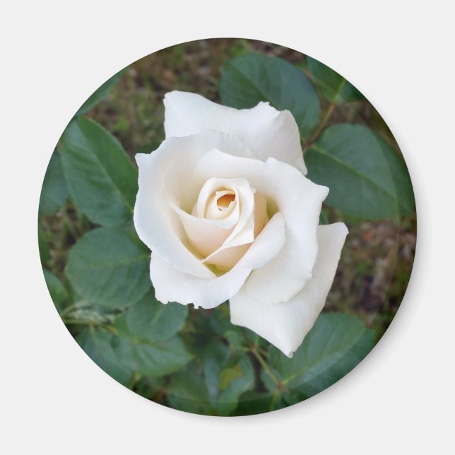 Imán rosebudo blanco (Frente)
