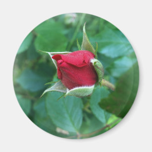 Imán rosebudo rojo