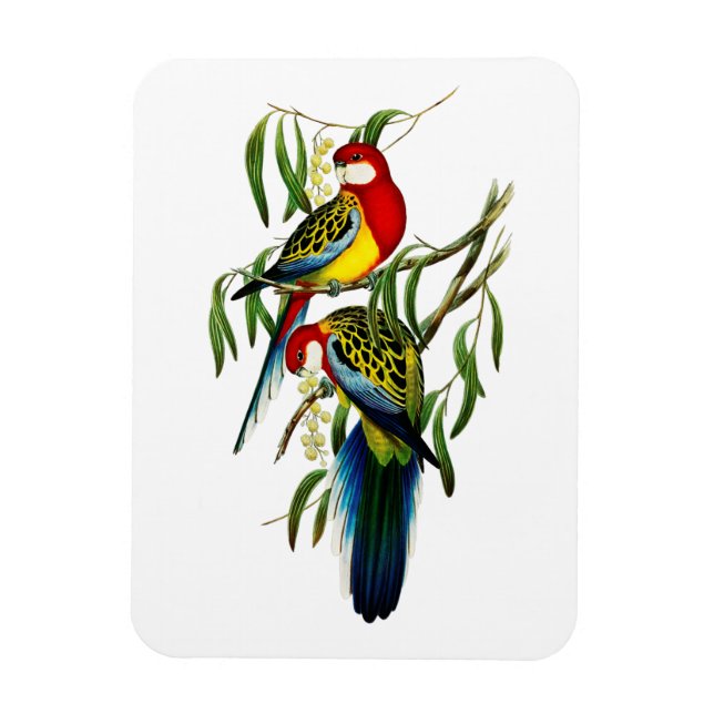 Imán Rosehill Parakeet Parrot Australia (Vertical)