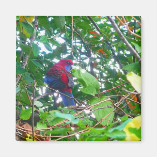 Imán Rosella Oriental en Cotoneaster - Magnet