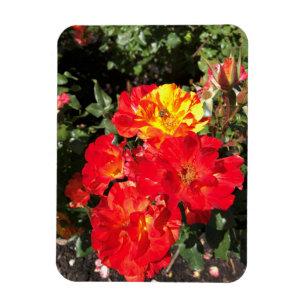 Imán Roses Rojas y Amarillas, Portland, Oregón