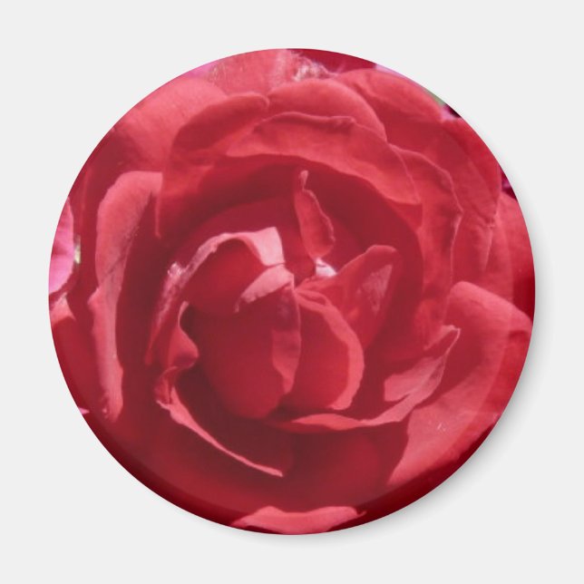 Imán Roses rojos (Frente)