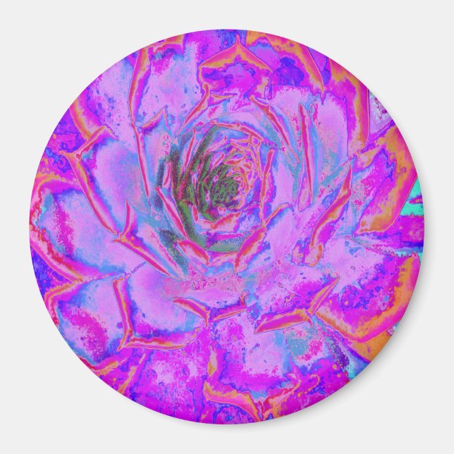 Imán Rosette de sedum con sabor morado y magenta (Frente)