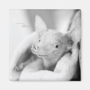 Imán Rosie Photo Magnet