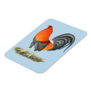 Imán Rostro Rojo Azul Gamecock