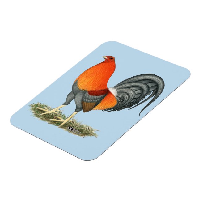 Imán Rostro Rojo Azul Gamecock (Lado Izquierdo)