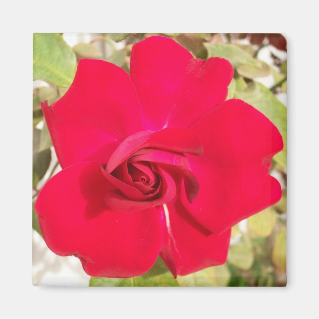 Imán Rosy Rojo (Frente)