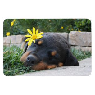 Imán Rottweiler