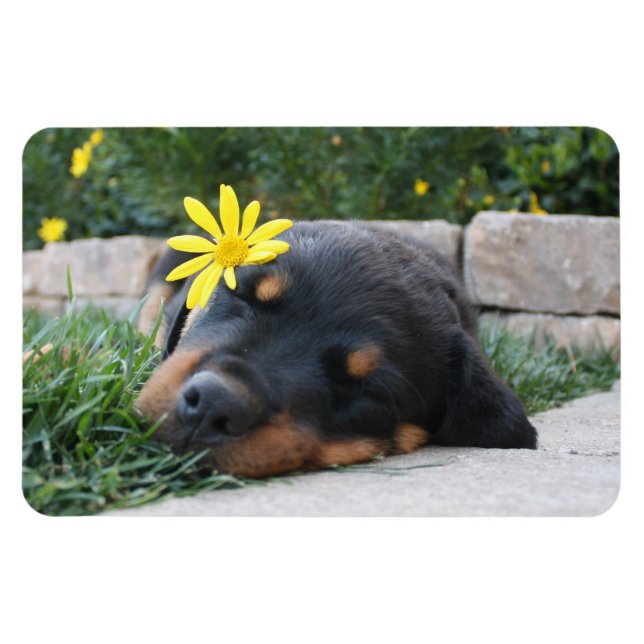 Imán Rottweiler (Horizontal)