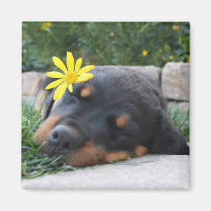 Imán Rottweiler