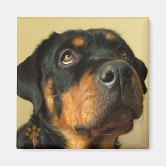 Imán Rottweiler