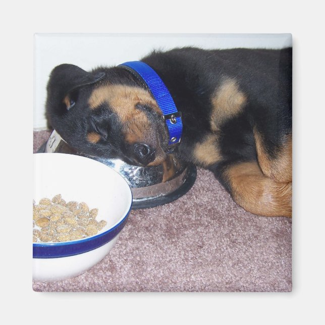 Imán rottweiler de cabeza dormilada. (Frente)